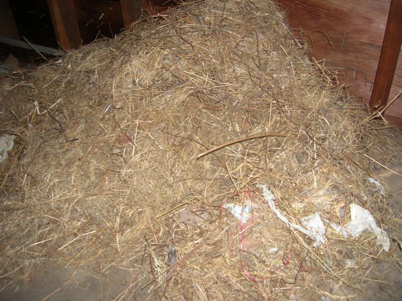 Can squirrels cause damage to your house? Identify squirrel damage to